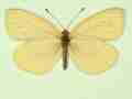 Pieris napi female (aberrant form sulphurea + pallidus) (Internet Image property of respective owner, non-commercial use only)